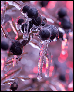 Berries in Ice